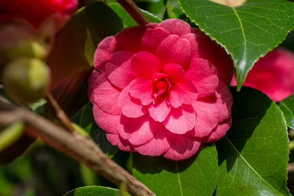 Růžová Japonská Kamélie Květina Zblízka — Stock fotografie