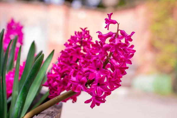 Close up  beautiful pink spring flower