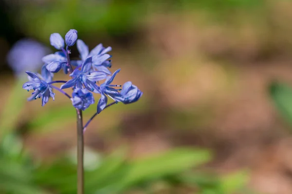 Myosotis Alpestris Güzel Küçük Mavi Çiçekler Unut Beni — Stok fotoğraf