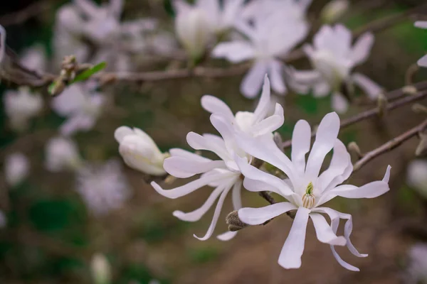 Piękne Drzewa Magnolii Rozkwicie Pięknymi Dużymi Kwiatami — Zdjęcie stockowe