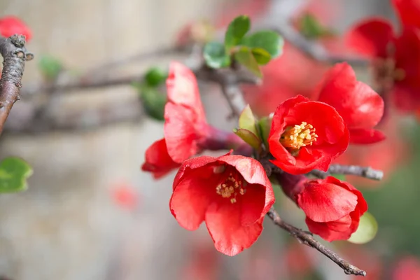 Nahaufnahme Schöne Rosa Frühlingsblume — Stockfoto