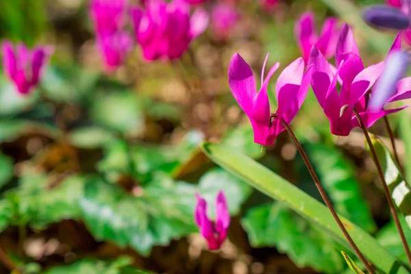 Fleur Cyclamen Colorée Dans Jardin Printemps — Photo