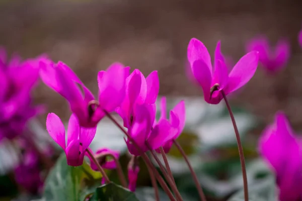 Colorful Cyclamen Flower Spring Garden — Stock Photo, Image