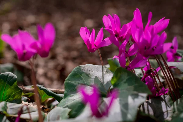 Farbenfrohe Cyclamen Blühen Frühlingsgarten — Stockfoto