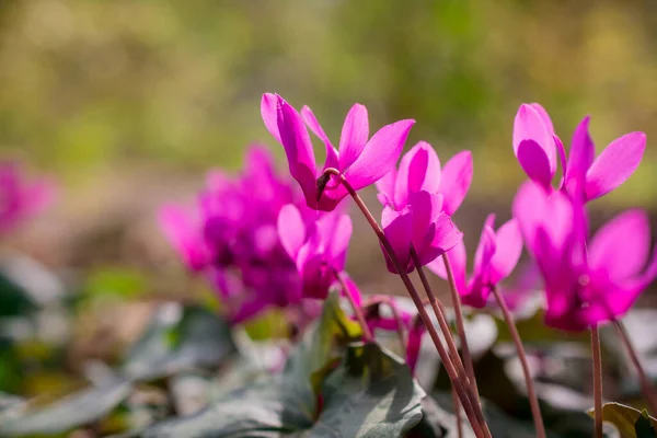 Colorful Cyclamen Flower Spring Garden — Stock Photo, Image