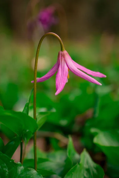 Close Mooie Roze Lentebloem — Stockfoto