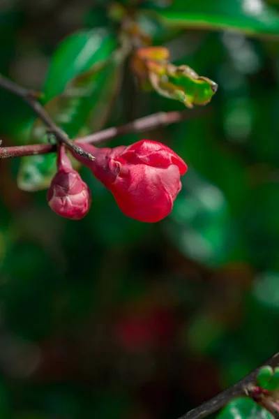 Chaenomeles Japonica Hermosas Flores Rojas Cerca —  Fotos de Stock