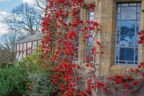 Chaenomeles Japonica Belles Fleurs Rouges Gros Plan — Photo