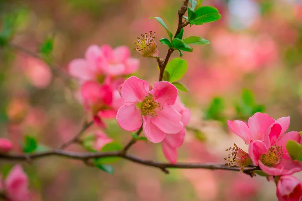 Chaenomeles Japonica Schöne Rote Blumen Aus Nächster Nähe — Stockfoto