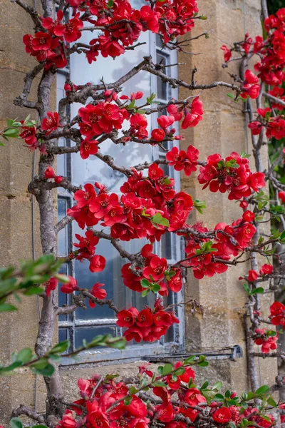 Chaenomeles Japonica Gyönyörű Vörös Virágok Közelednek — Stock Fotó