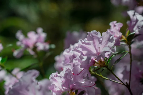 Красиві Весняні Рододендрони Садах — стокове фото