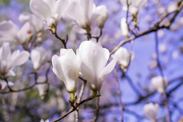 Piękne Drzewa Magnolii Rozkwicie Pięknymi Dużymi Kwiatami — Zdjęcie stockowe