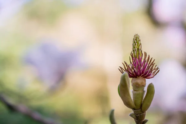Красиві Магнолії Цвітіння Красивими Великими Квітами — стокове фото