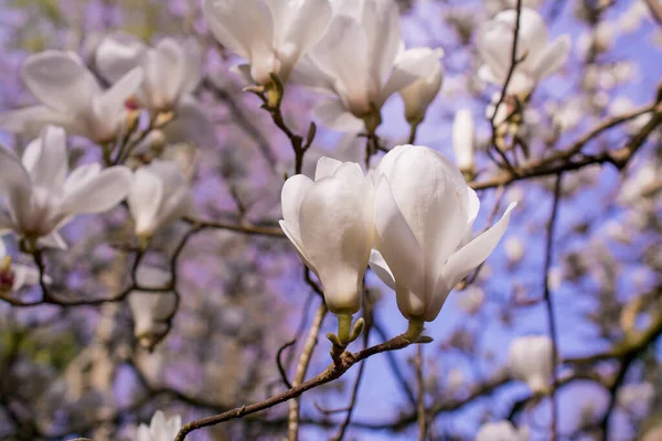 Όμορφα Δέντρα Μανόλια Ανθισμένα Όμορφα Μεγάλα Λουλούδια — Φωτογραφία Αρχείου