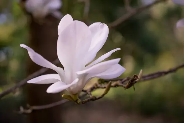 Piękne Drzewa Magnolii Rozkwicie Pięknymi Dużymi Kwiatami — Zdjęcie stockowe