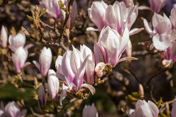 Piękne Drzewa Magnolii Rozkwicie Pięknymi Dużymi Kwiatami — Zdjęcie stockowe