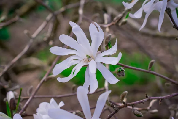 Piękne Drzewa Magnolii Rozkwicie Pięknymi Dużymi Kwiatami — Zdjęcie stockowe