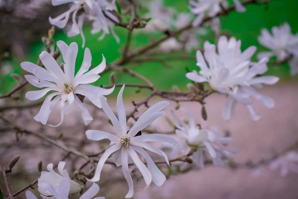 Piękne Drzewa Magnolii Rozkwicie Pięknymi Dużymi Kwiatami — Zdjęcie stockowe