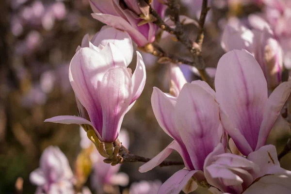 Beautiful Magnolia Trees Bloom Beautiful Big Flowers — Stock Photo, Image