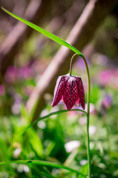 Gyönyörű Fritillaria Meleagris Sakk Virágok Kertben — Stock Fotó