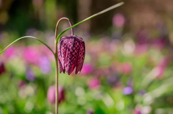 Belle Fritillaria Meleagris Fleurs Échecs Dans Jardin — Photo