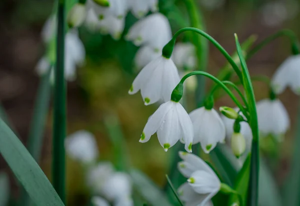 Premières Fleurs Déneigement Printanières Dans Jardin — Photo