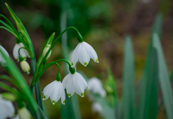 Premières Fleurs Déneigement Printanières Dans Jardin — Photo