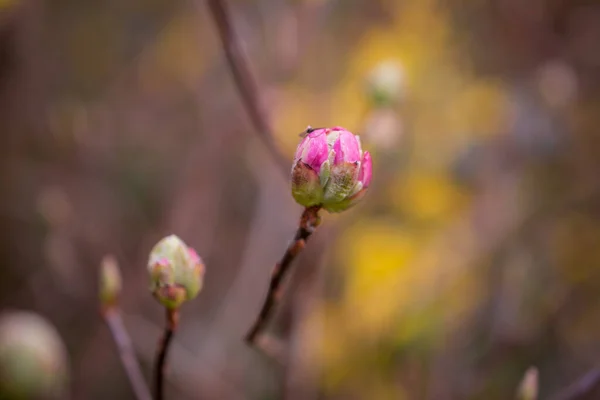 Tender Springtime Nature Park — Stock Photo, Image