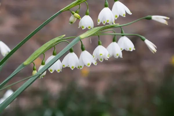 Primi Fiori Bucaneve Primaverili Giardino — Foto Stock