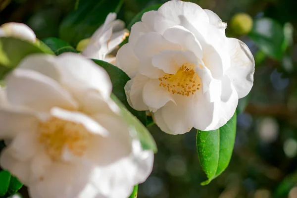 Růžová Camellia Sasanqua Květina Zelenými Listy — Stock fotografie