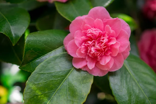 Růžová Camellia Sasanqua Květina Zelenými Listy — Stock fotografie