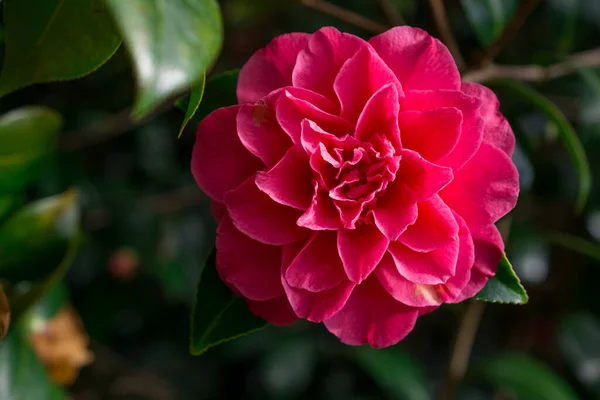 Camélia Rosa Flor Sasanqua Com Folhas Verdes — Fotografia de Stock