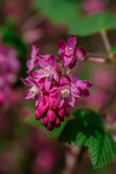 Kwiaty Ribes Sanguineum Wiosną — Zdjęcie stockowe