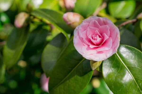 Růžová Camellia Sasanqua Květina Zelenými Listy — Stock fotografie