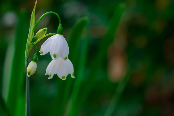 Premières Fleurs Déneigement Printanières Dans Jardin — Photo