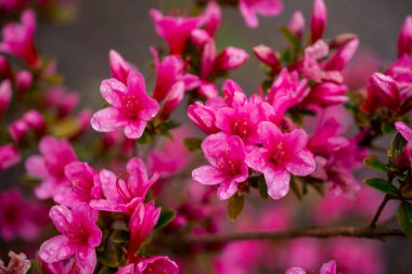 Bahçelerdeki güzel ilkbahar rhododendronları