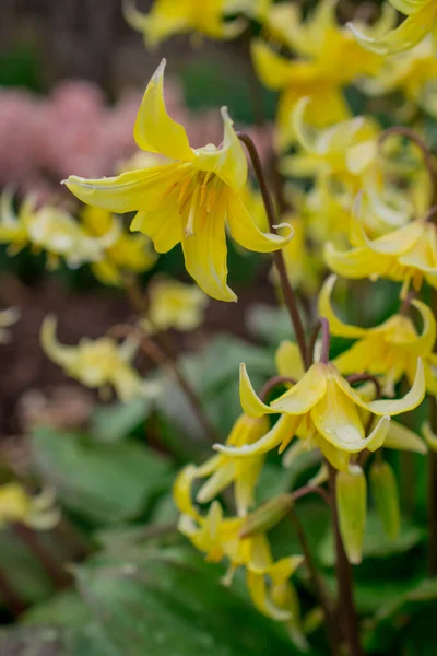 Nagyon Ritka Sárga Vad Tulipán Közeli Tulipán Sylvestris — Stock Fotó