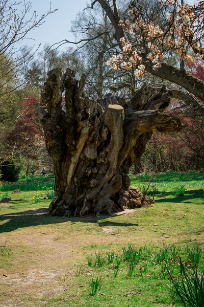 Strom Bez Listí Během Chladného Počasí Anglii — Stock fotografie