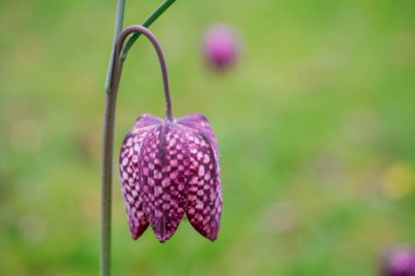 Çiçek Mor Fritillaria meleagris veya ormanda satranç çiçeği 