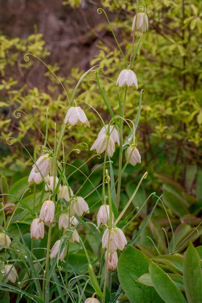 Flower Purple Fritillaria Meleagris Шахматный Цветок Лесу — стоковое фото