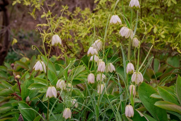 Virág Lila Fritillaria Meleagris Vagy Sakk Virág Erdőben — Stock Fotó