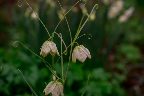 Virág Lila Fritillaria Meleagris Vagy Sakk Virág Erdőben — Stock Fotó