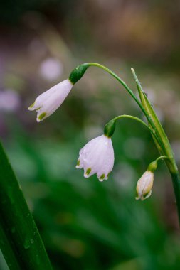 Bahçedeki ilk bahar kardelen çiçekleri