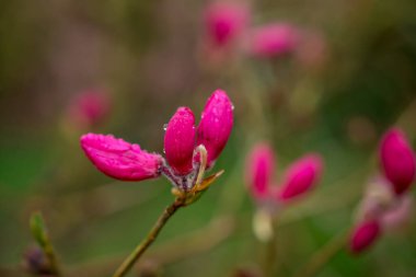 Bahçelerdeki güzel ilkbahar rhododendronları