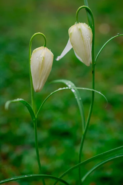 Çiçek Mor Fritillaria Meleagris Veya Ormanda Satranç Çiçeği — Stok fotoğraf