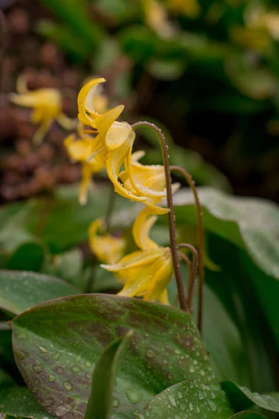 Close Amarelo Muito Raro Eritrónio Pagode Flores — Fotografia de Stock