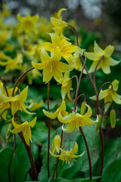 Közelkép Nagyon Ritka Sárga Erythronium Pagoda Virágok — Stock Fotó