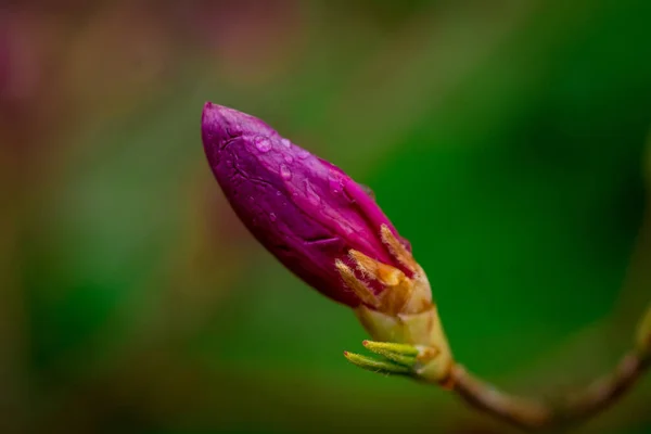 Hermosos Rododendros Primavera Los Jardines —  Fotos de Stock