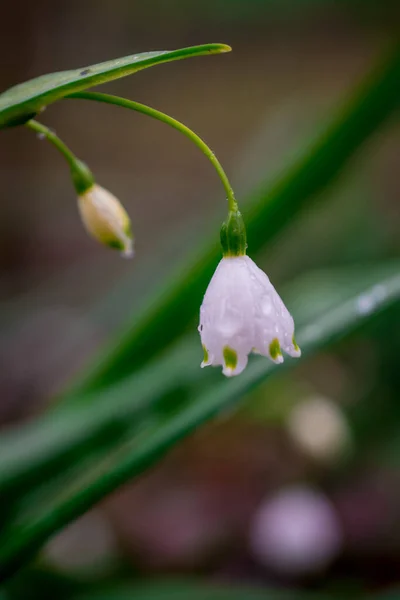 Premières Fleurs Déneigement Printanières Dans Jardin — Photo