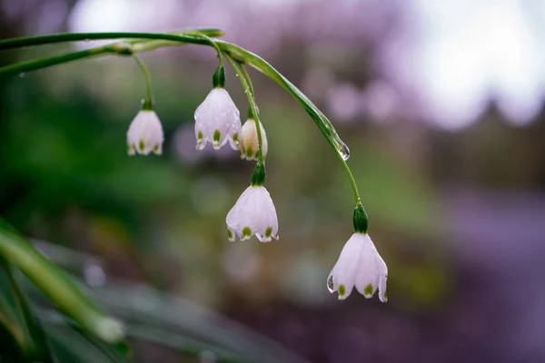 Primeira Primavera Flores Gota Neve Jardim — Fotografia de Stock